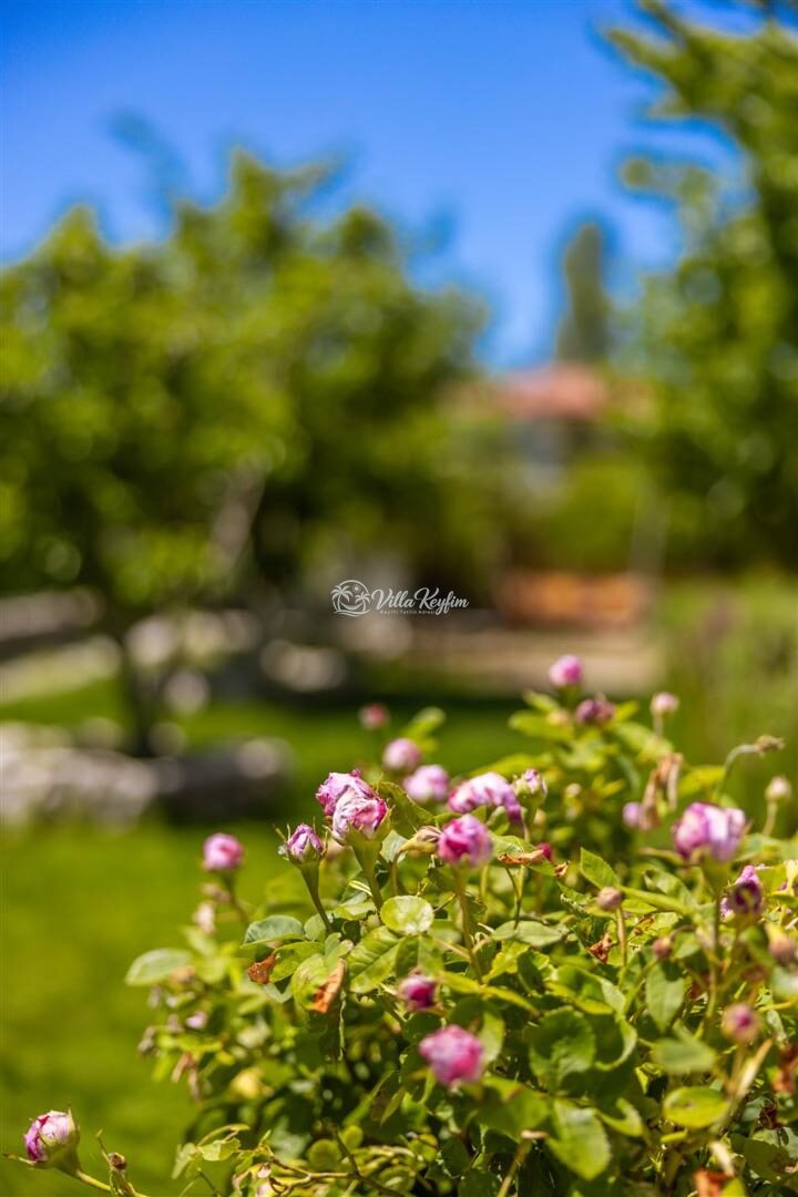 Villa Çınar Seyret — 31
